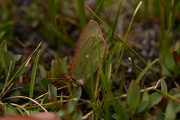 Image of Sierra Green Sulphur