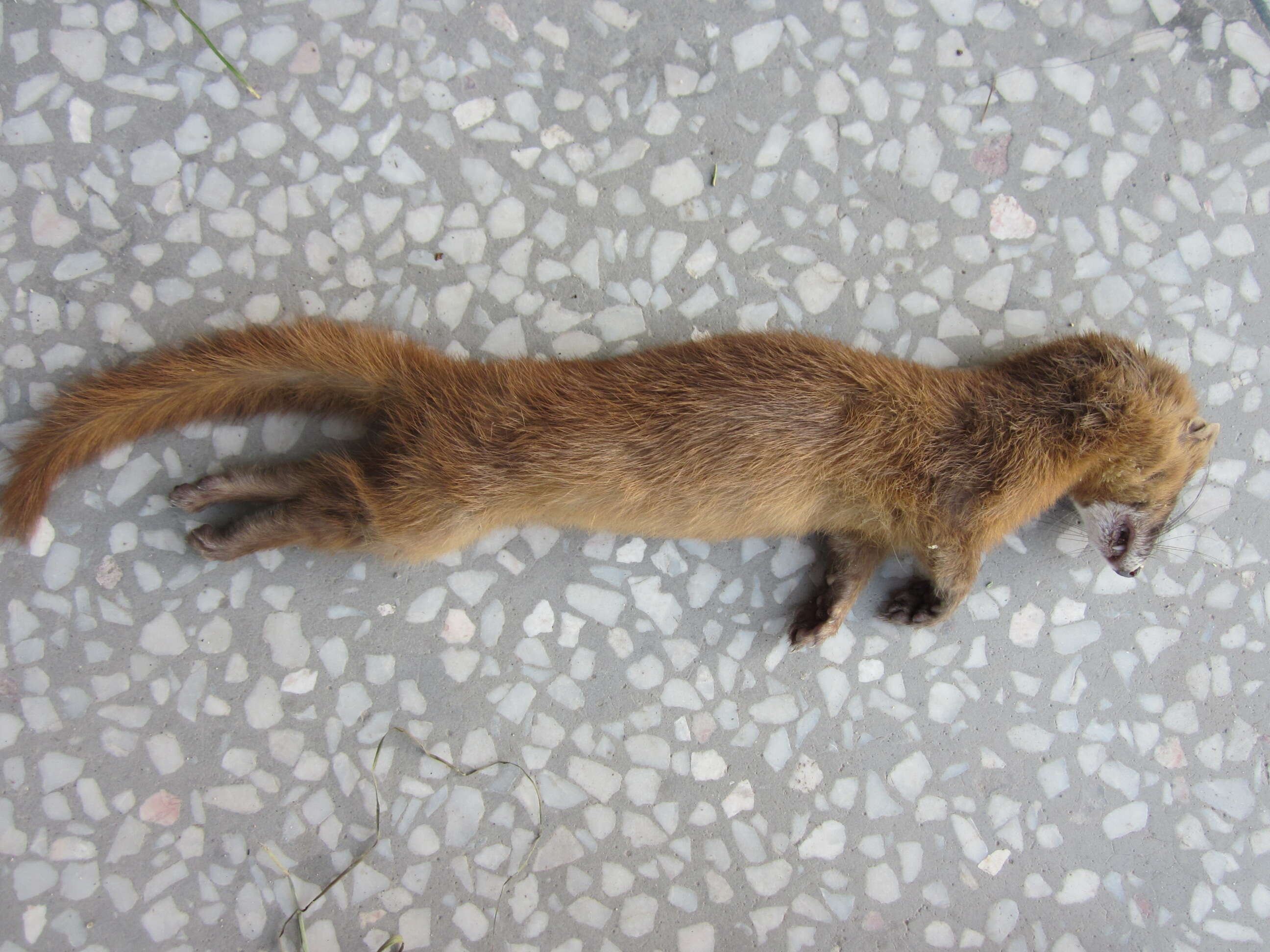 Image of Siberian Weasel