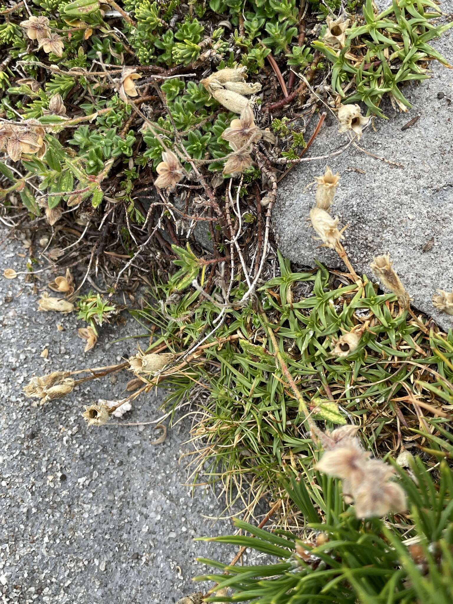 Image of Saponaria caespitosa DC.