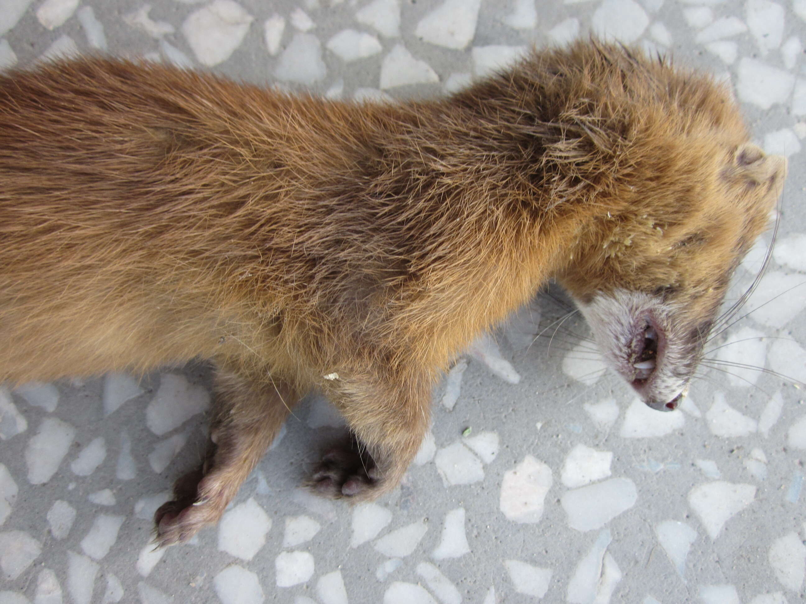 Image of Siberian Weasel