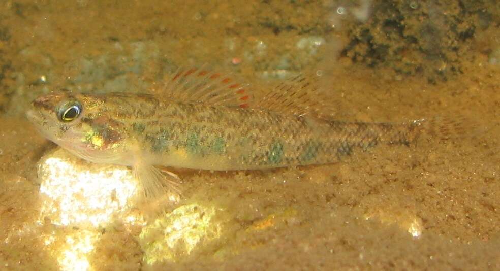 صورة Etheostoma gracile (Girard 1859)