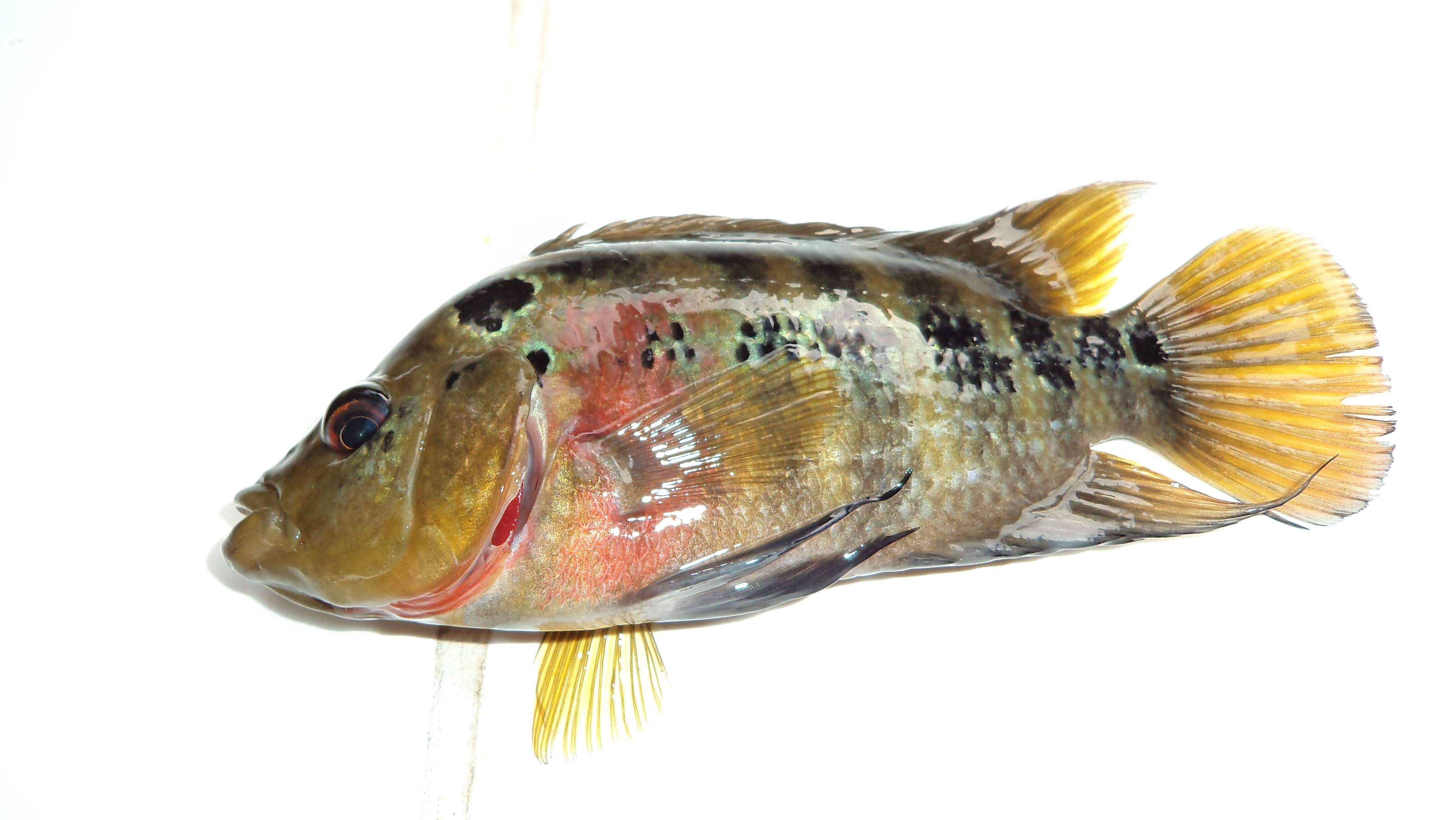 Image de Cichlasoma trimaculatum (Günther 1867)