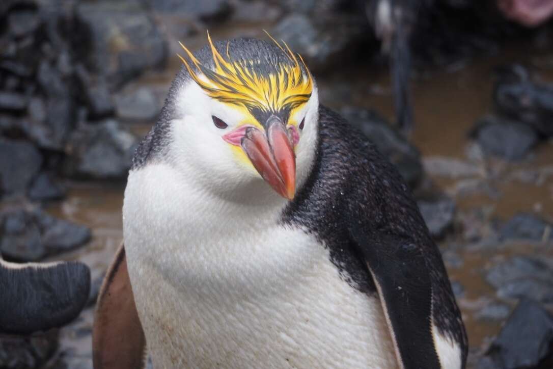 Image of Royal Penguin