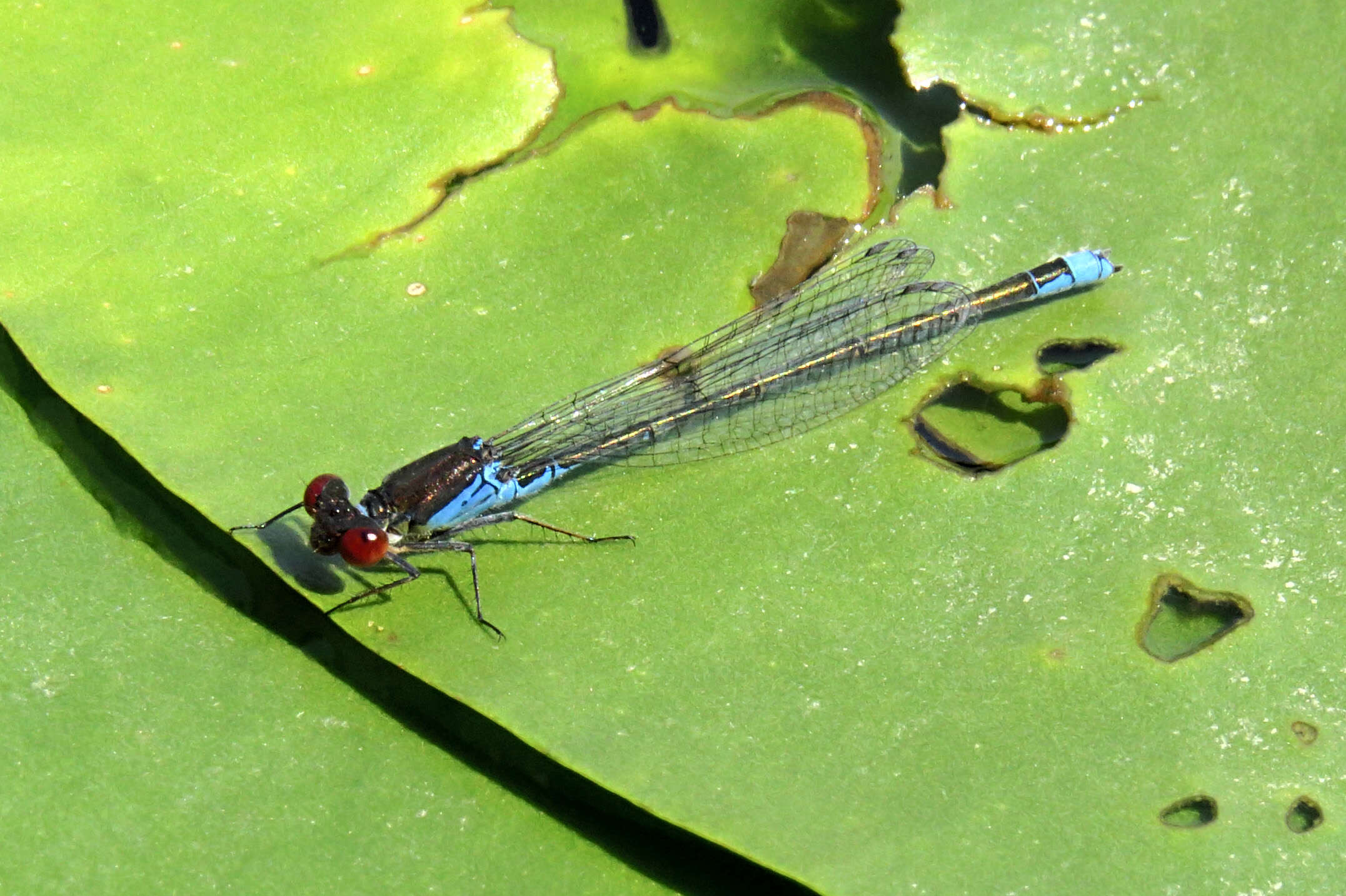 Image of Small Red-Eyed Damselfly