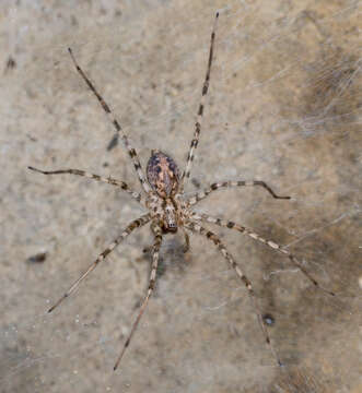 Image of cardinal spider