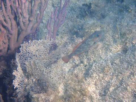 Image of Bucktooth Parrotfish