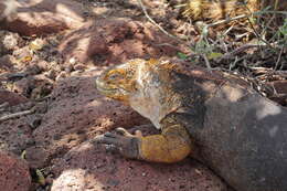 Image of Galapagos Land Iguana