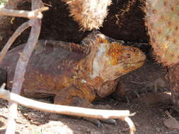 Image of Galapagos Land Iguana