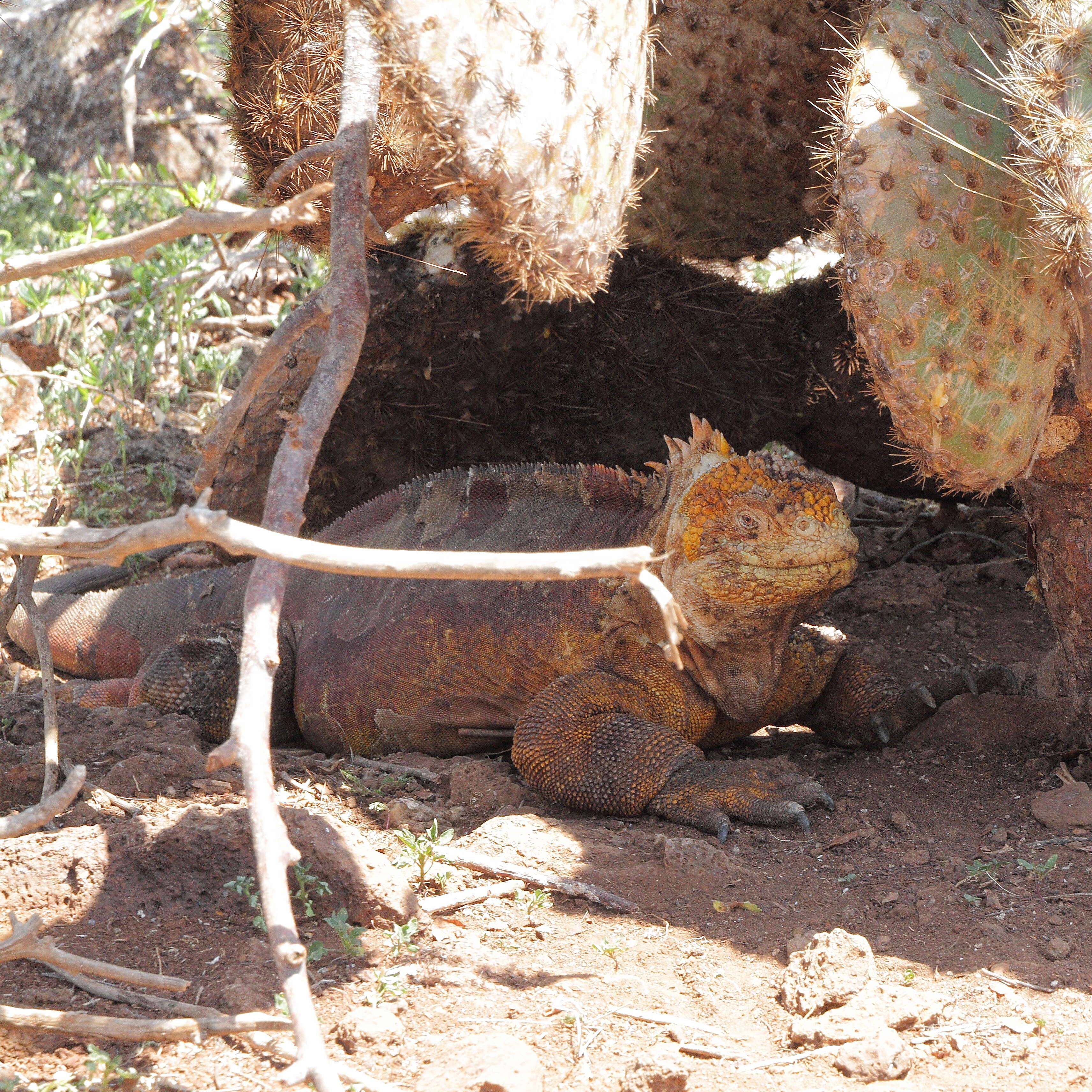 Image of Galapagos Land Iguana