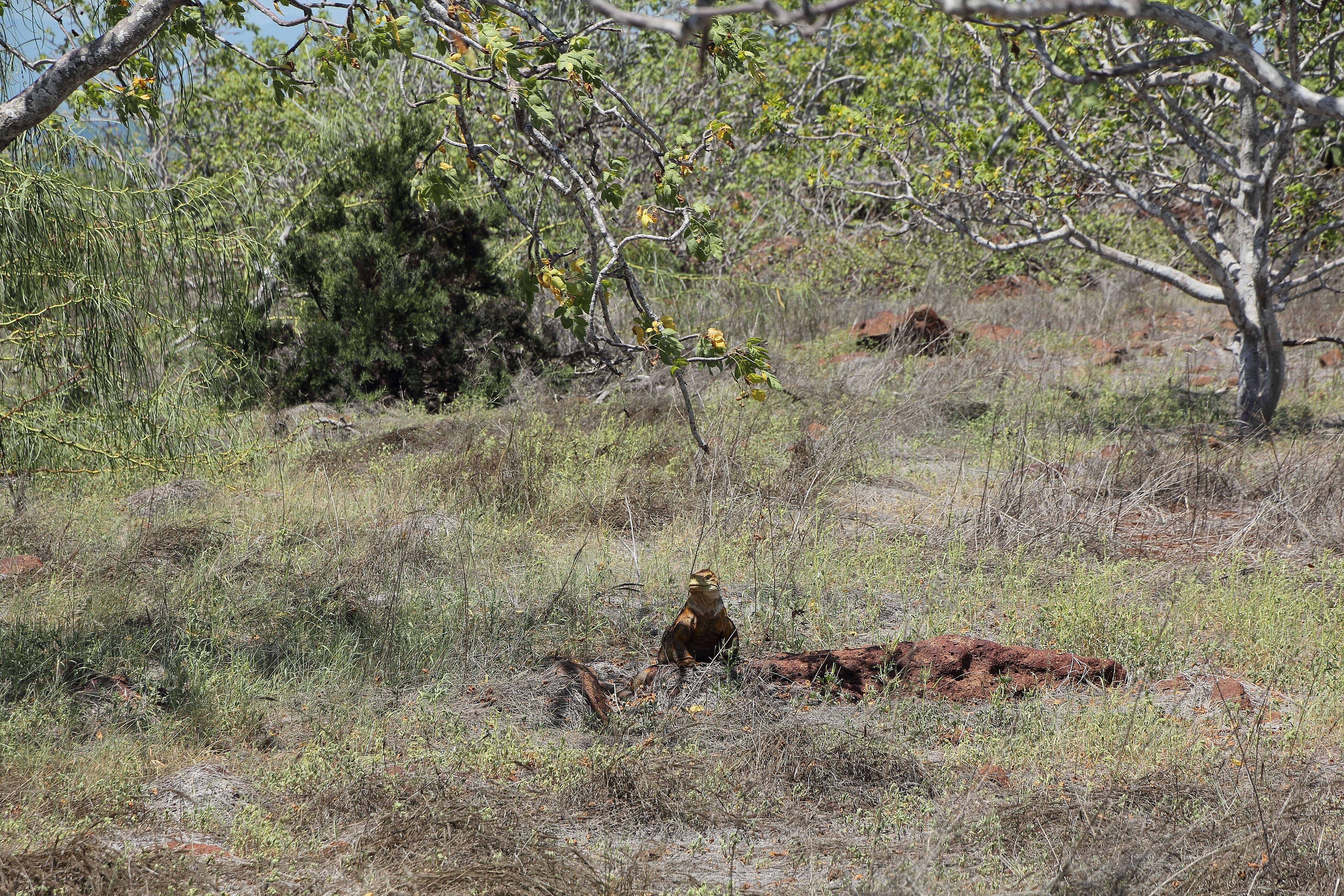 Image of Galapagos Land Iguana