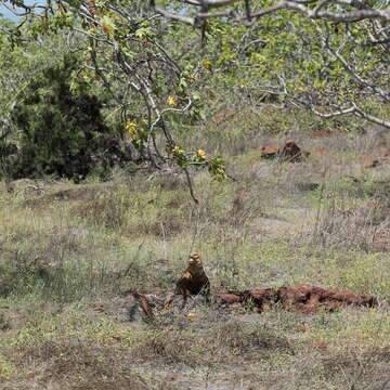 Image of Galapagos Land Iguana