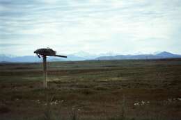 Image of Ferruginous Hawk