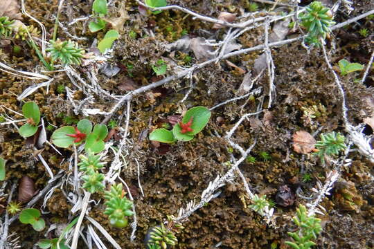 Image of snowbed willow