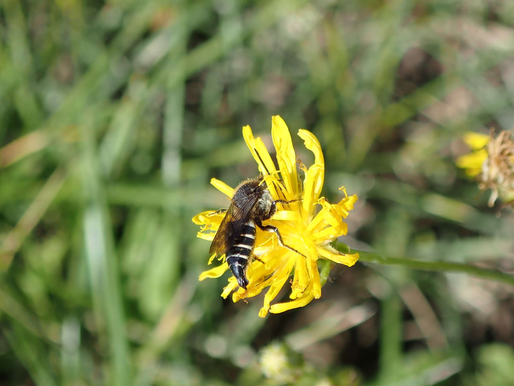 Imagem de Coelioxys alatus Förster 1853