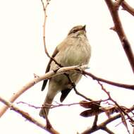 Image of African Dusky Flycatcher