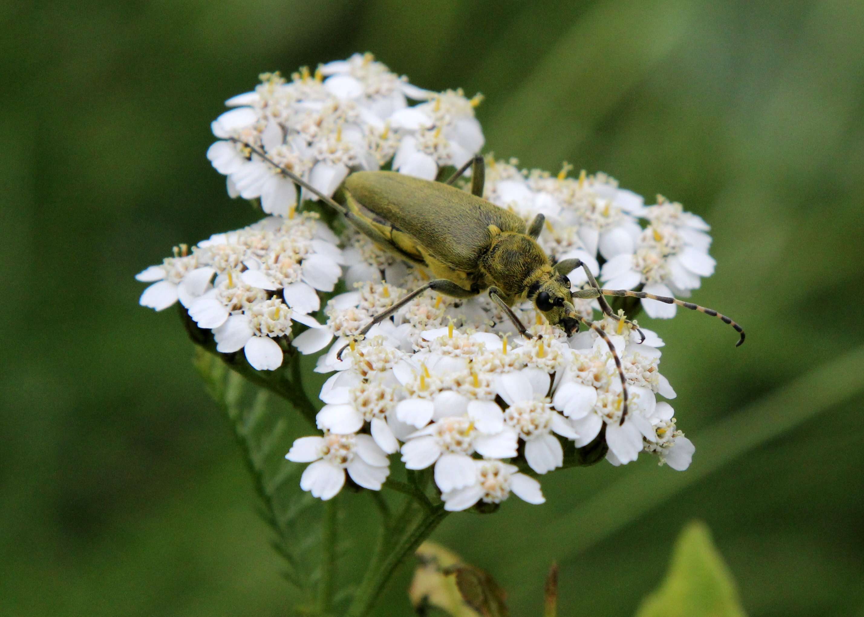 Image of Lepturobosca virens (Linné 1758)