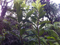 Image of Oahu False Ohelo