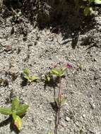 Image of Rattan's monkeyflower