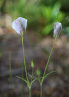 Calochortus leichtlinii Hook. fil. resmi