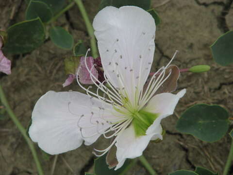 Image of Capparis spinosa var. herbacea (Willd.) Fici