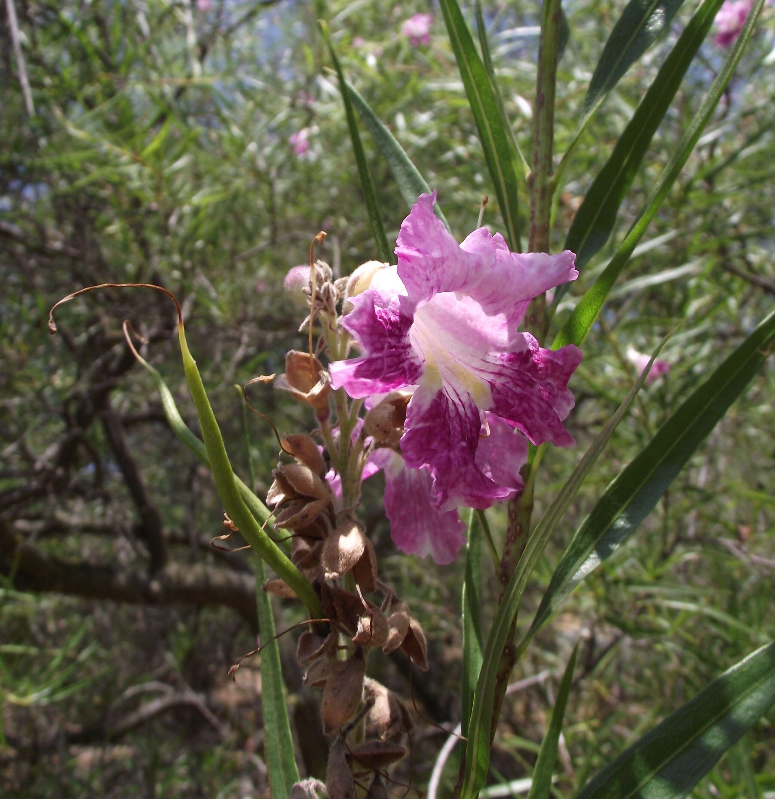 Image of desert willow