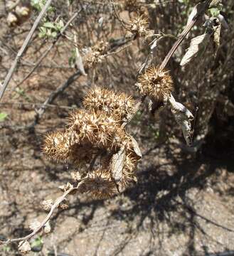 Image of San Diego bur ragweed