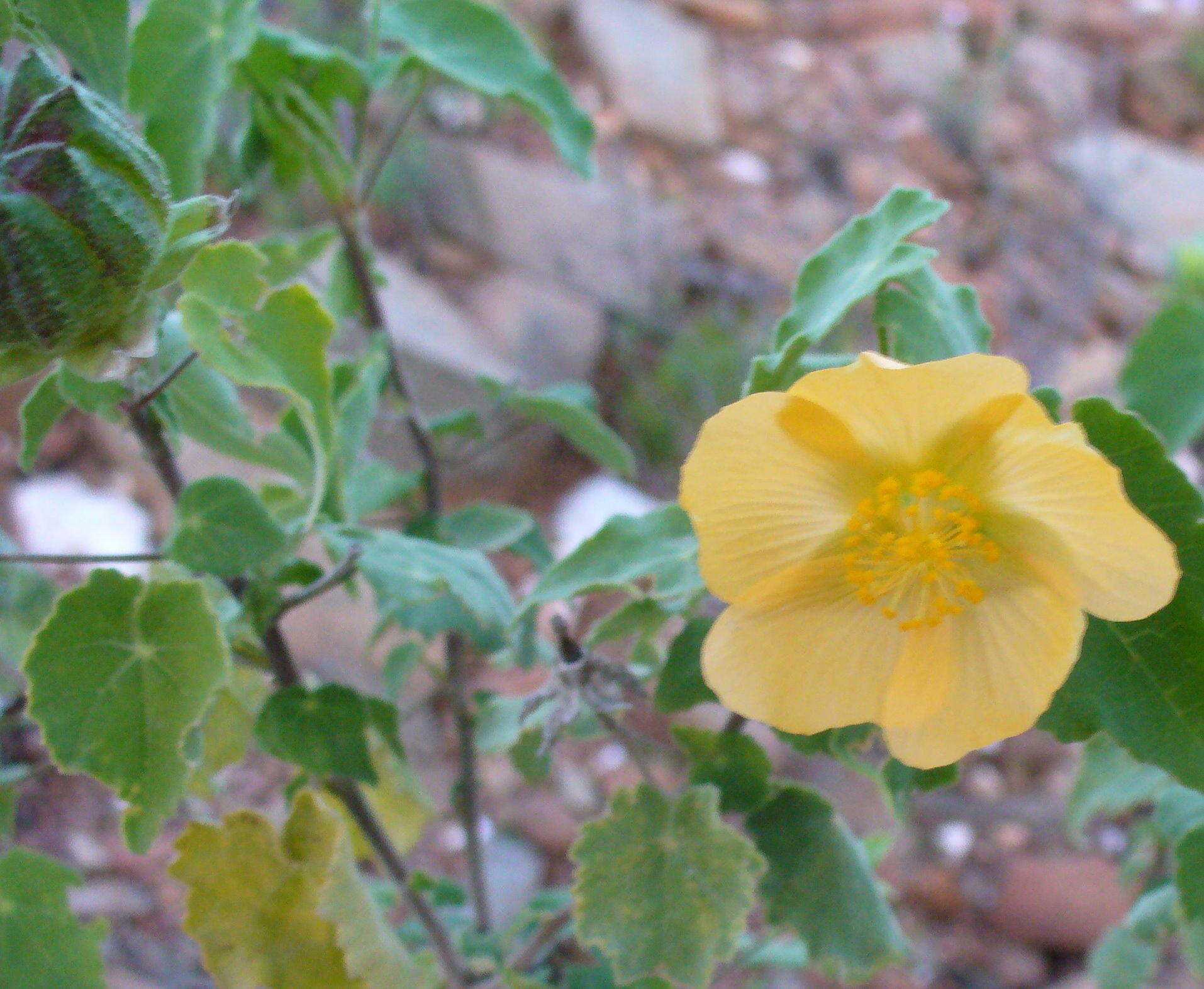 Image of Abutilon sonneratianum (Cav.) Sweet