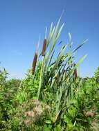 Image of broadleaf cattail