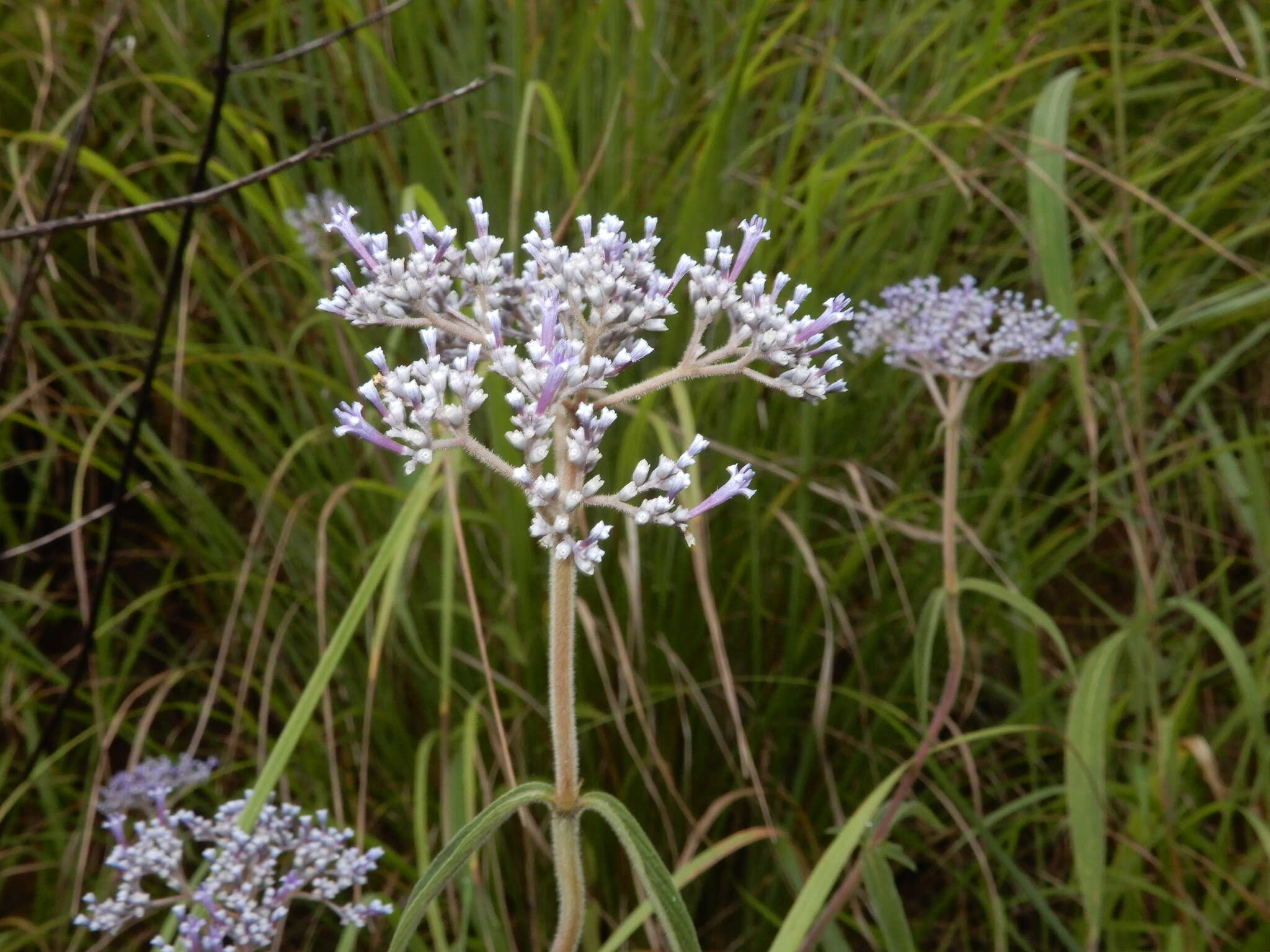 Image of Knoxia sumatrensis (Retz.) DC.