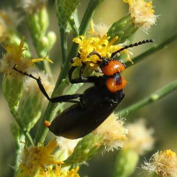 Image of Lytta (Paralytta) vulnerata (Le Conte 1851)