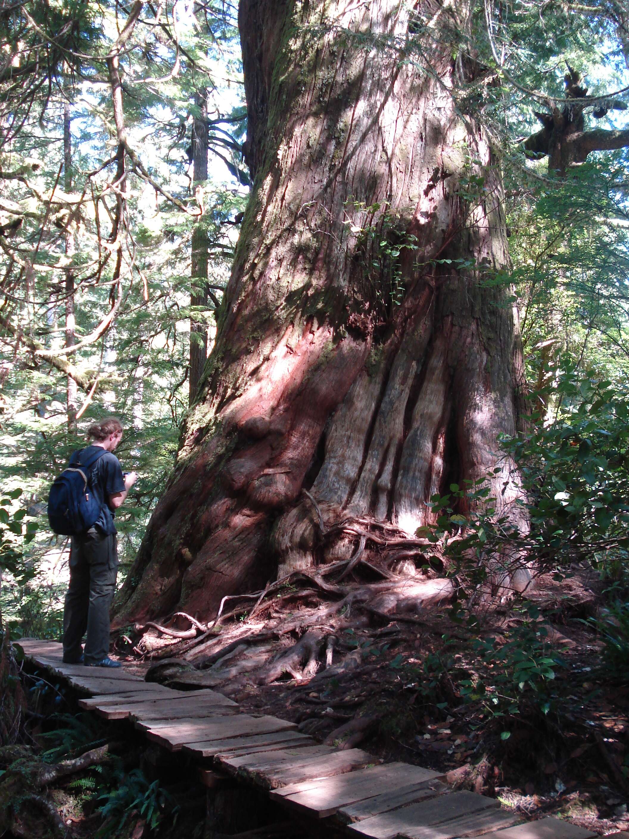 Image of Canoe Cedar