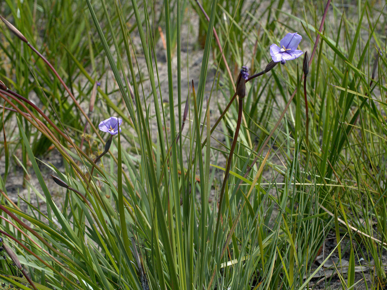 Image of Patersonia occidentalis var. occidentalis