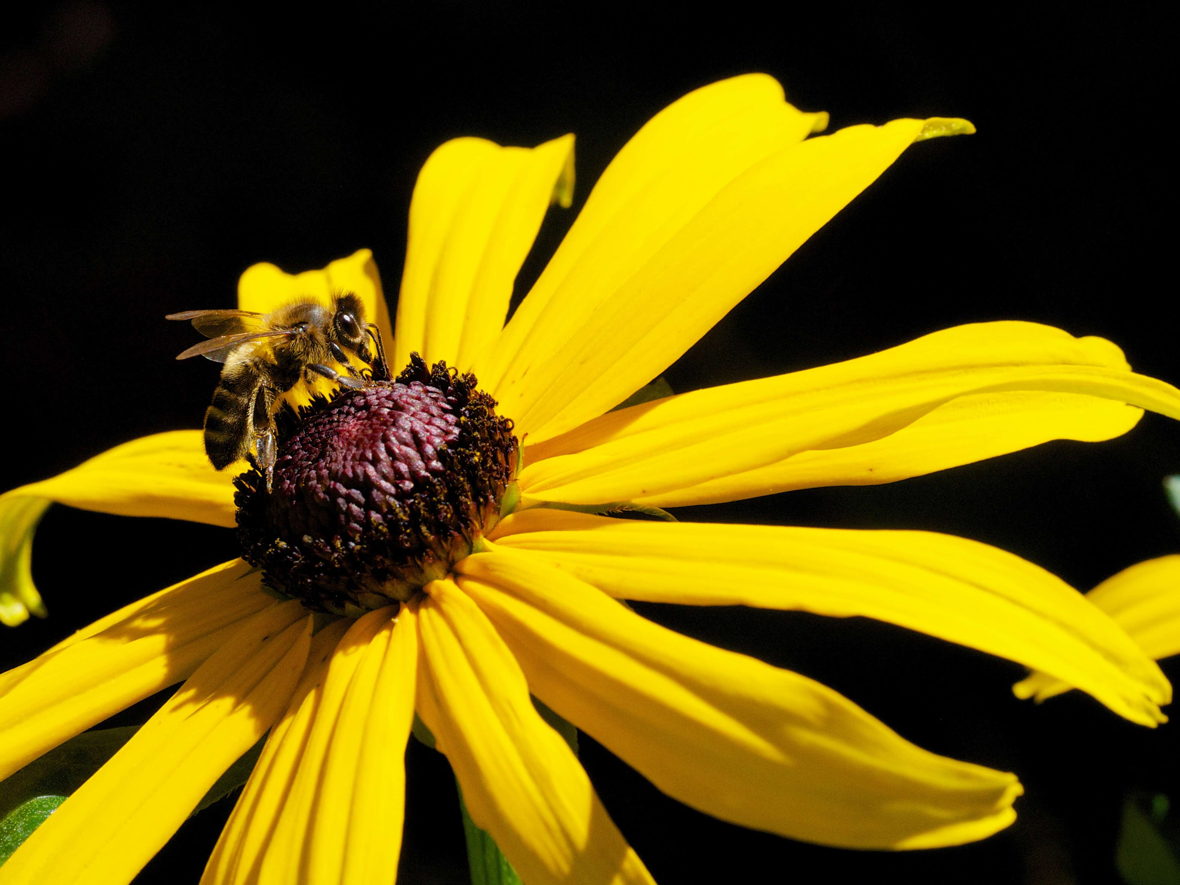 Image of blackeyed Susan