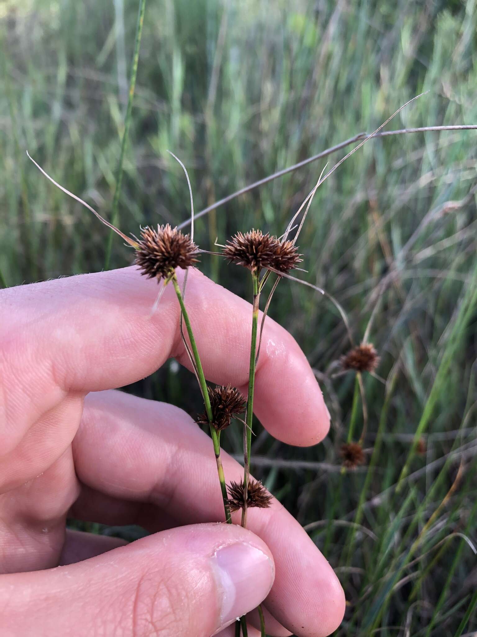 Image of Bunched Beak Sedge