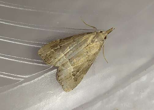 Image of White-line snout moth