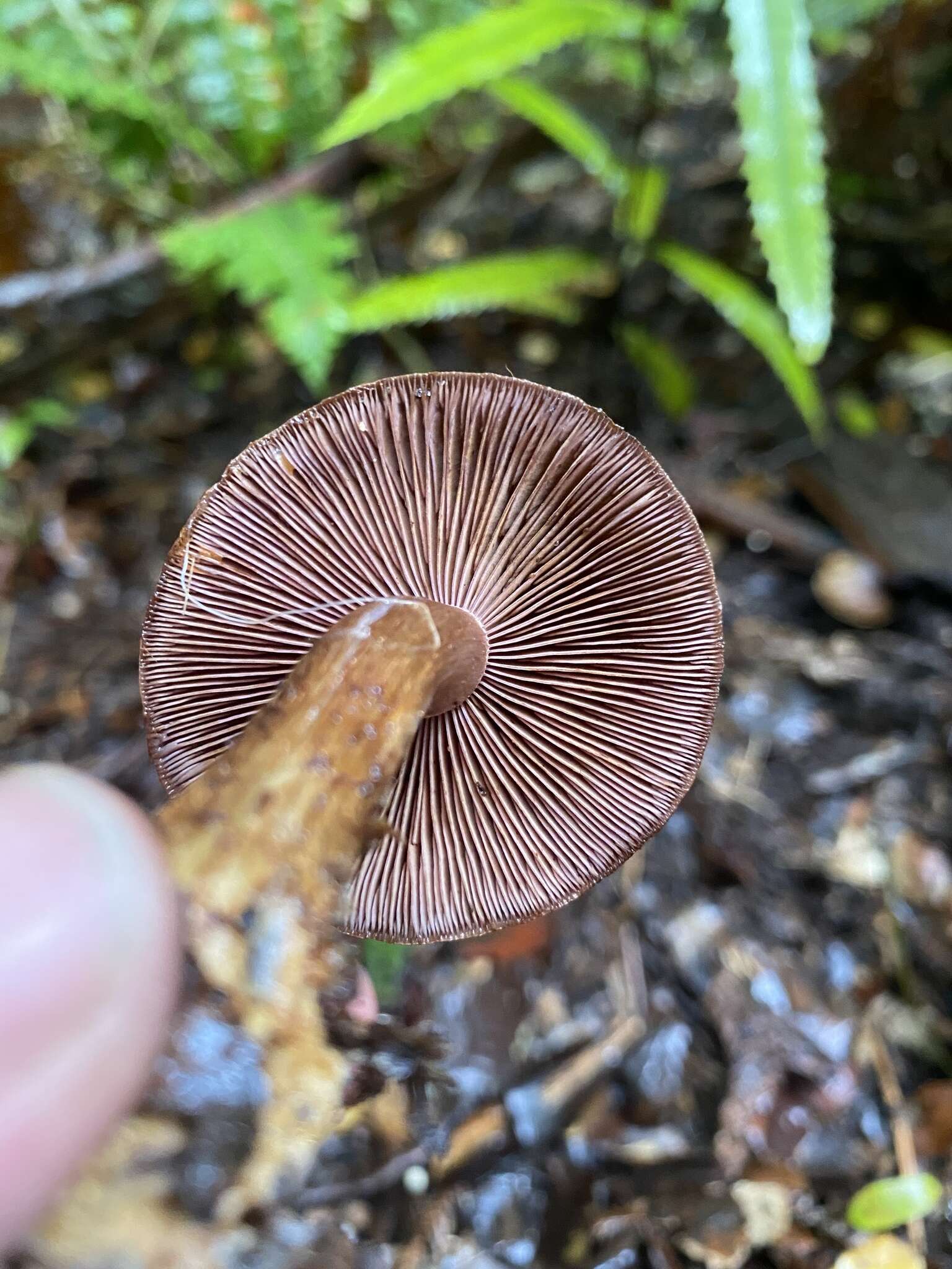 Image of Cortinarius cupreonatus Soop 2001