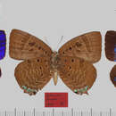 Image of Arhopala eurisus Druce 1891