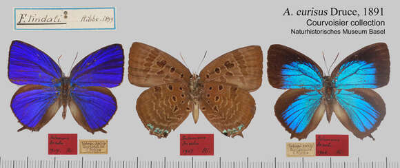 Image de Arhopala eurisus Druce 1891