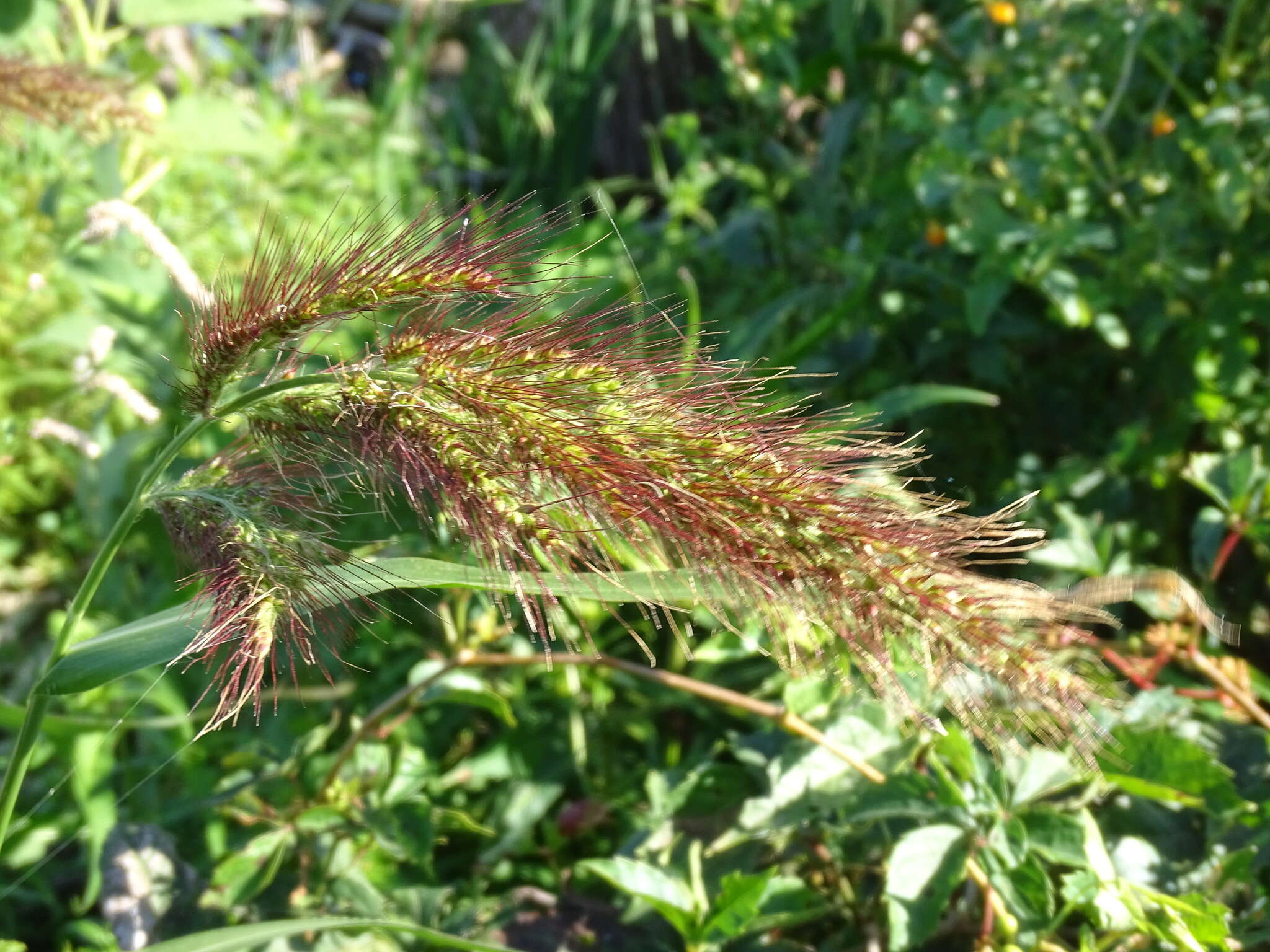 Image of Long-Awn Cock's-Spur Grass