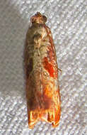 Image of Maple Leaftier Moth