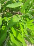 Image of Ash/Lilac Borers