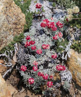 Image of cushion buckwheat