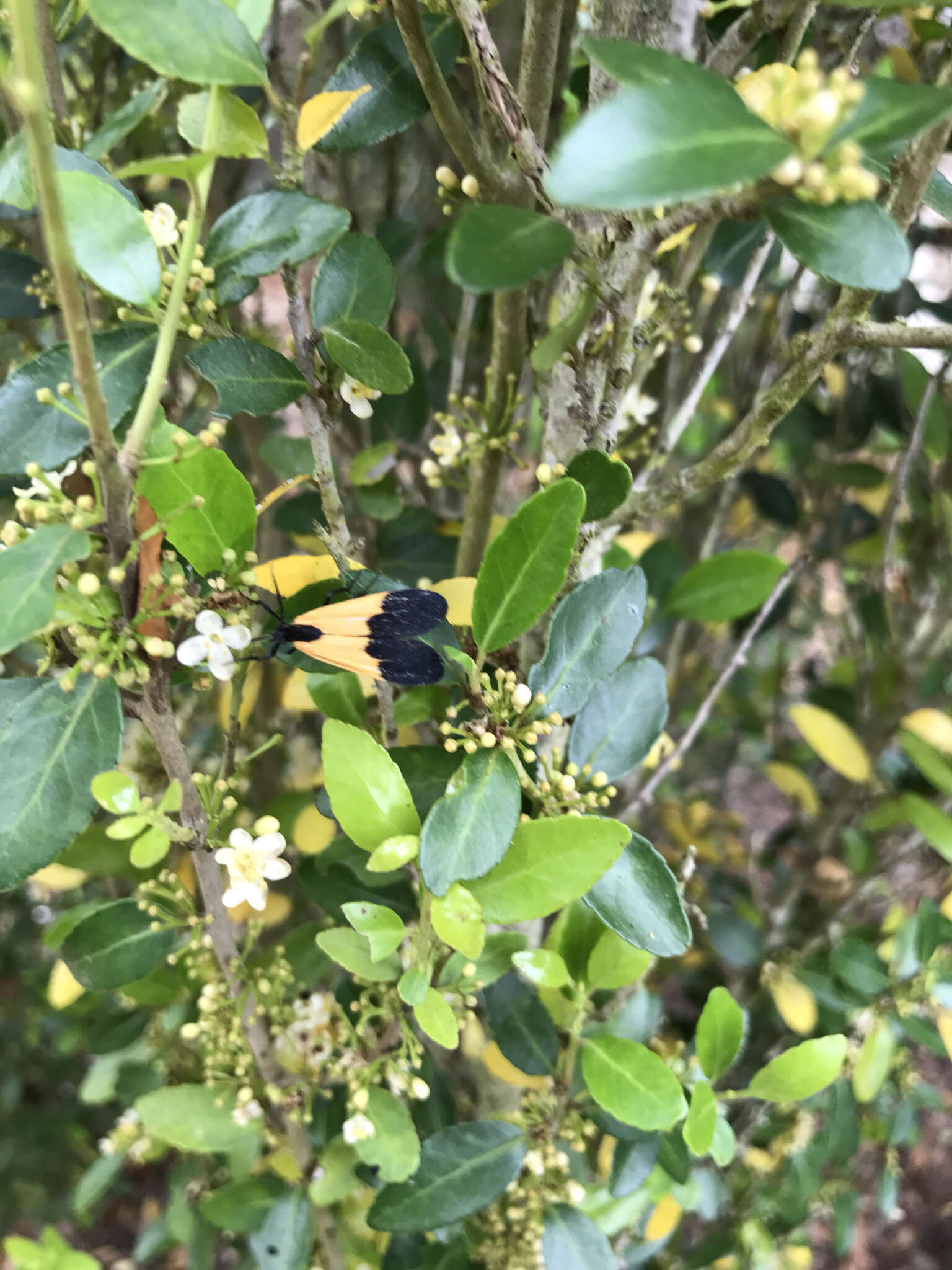 Image of Black-and-yellow Lichen Moth