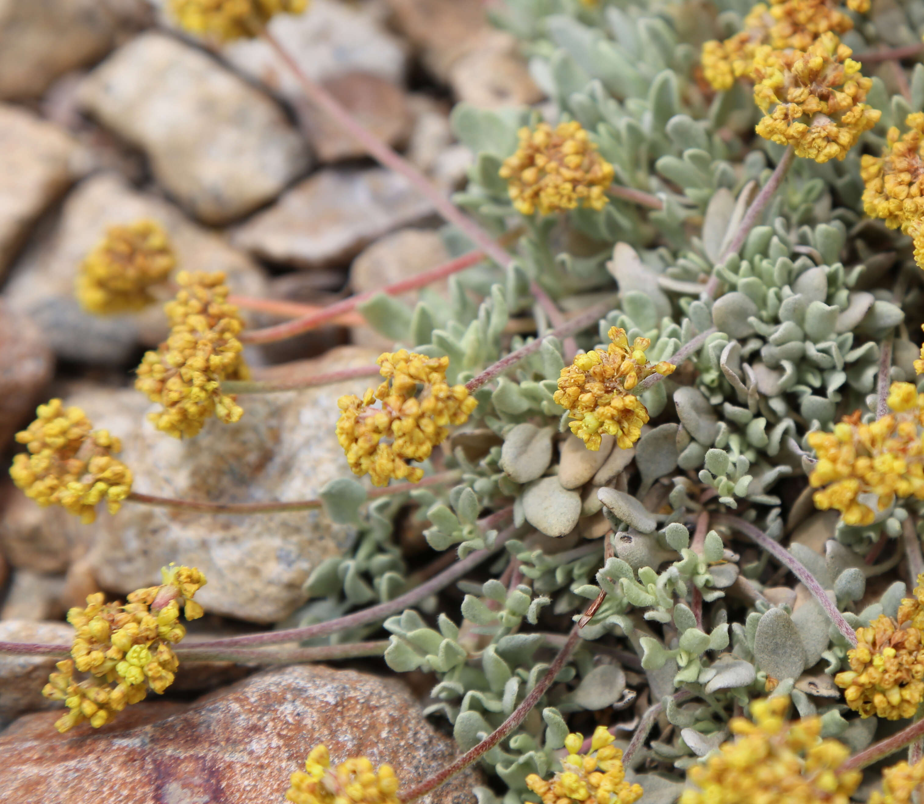 Image of sulphur-flower buckwheat