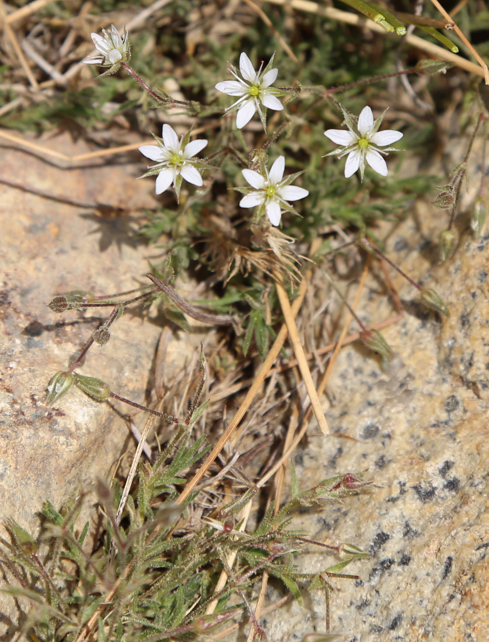 Image of Nuttall's sandwort