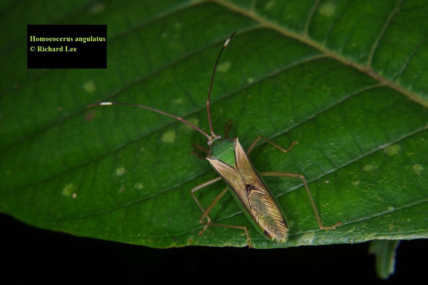 Image of Homoeocerus (Anacanthocoris) angulatus Westwood 1842