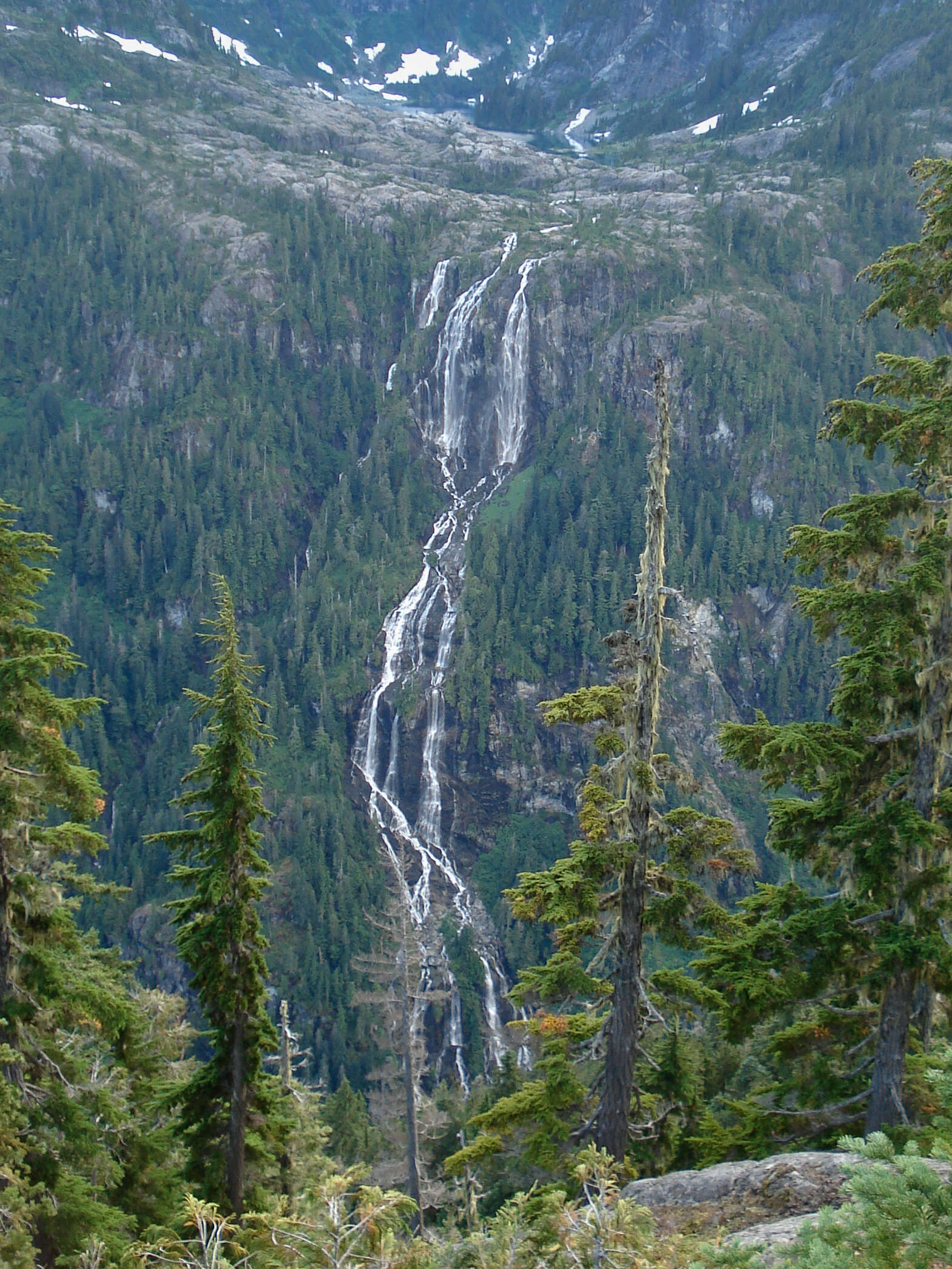 Image of Mountain Hemlock