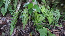 Image of Goniopteris alata (L.) Ching