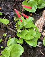 Image de Ourisia ruellioides (L. fil.) Kuntze