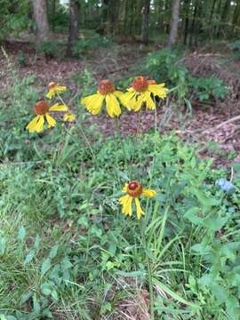 Image of Oldfield Sneezeweed